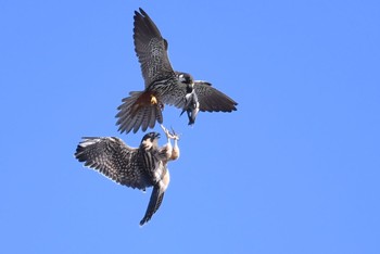 Eurasian Hobby Unknown Spots Wed, 8/22/2018