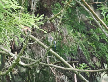 オオルリ 丸火自然公園 2023年8月12日(土)