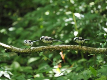 エナガ 丸火自然公園 2023年8月12日(土)