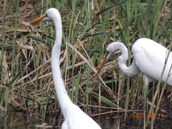 ダイサギ 葛西臨海公園 2023年8月11日(金)