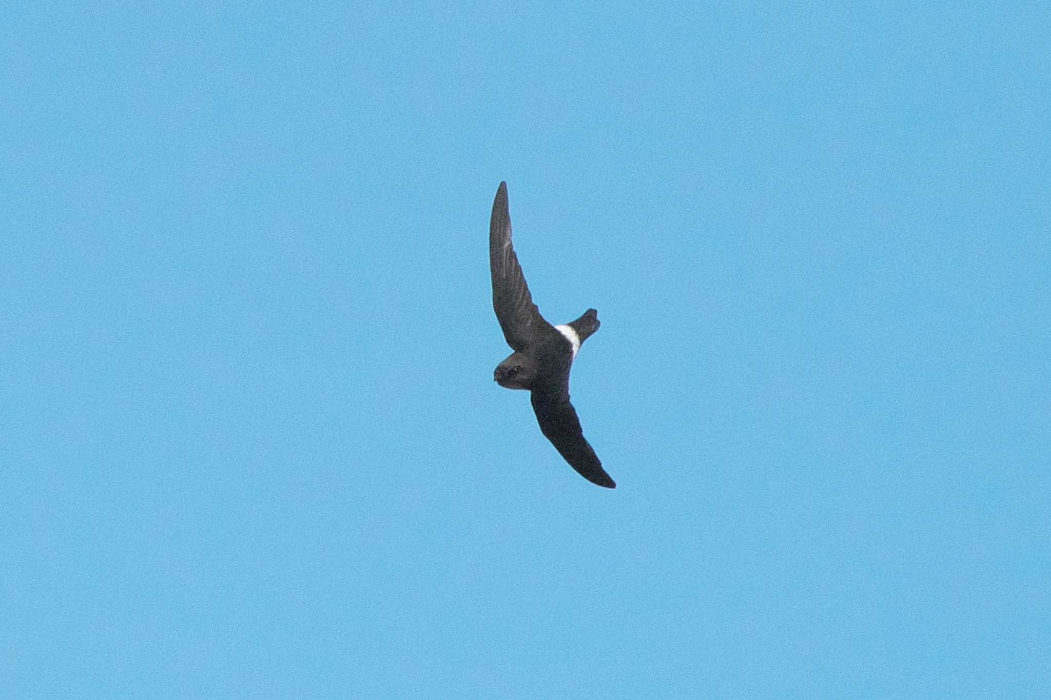 Photo of House Swift at 池子の森自然公園 by Y. Watanabe