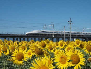 未同定 大垣のひまわり畑 2023年8月12日(土)