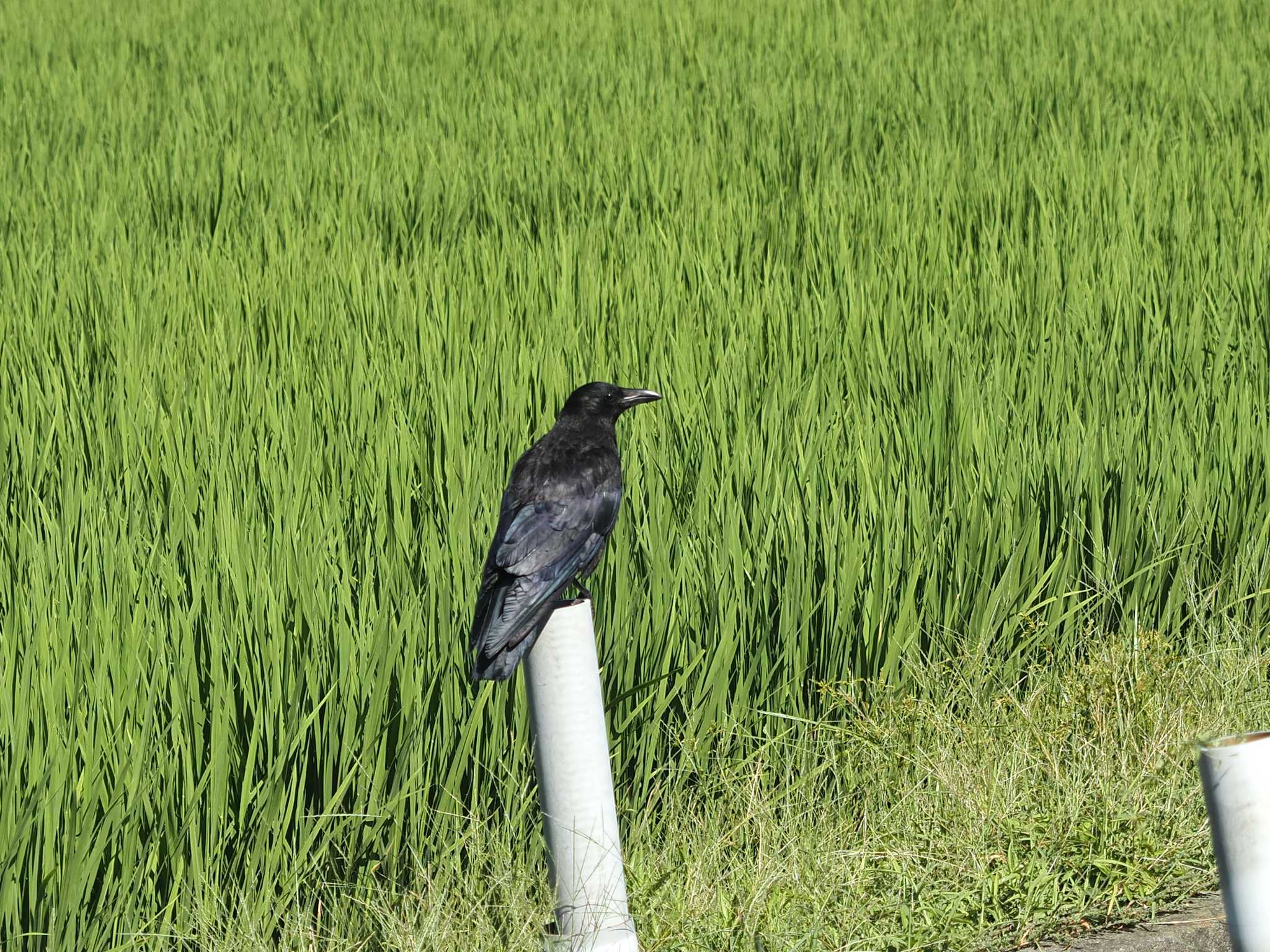 Photo of Carrion Crow at 大垣のひまわり畑 by MaNu猫