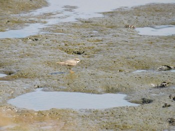 Little Ringed Plover 多摩川河口 Sat, 8/12/2023