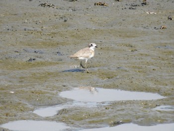 Greater Sand Plover 多摩川河口 Sat, 8/12/2023