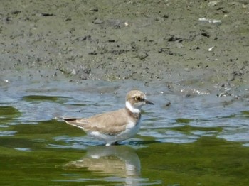 コチドリ 東京港野鳥公園 2023年8月11日(金)