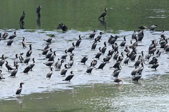 カワウ 東京港野鳥公園 2023年8月11日(金)