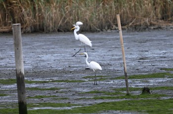 ダイサギ 東京港野鳥公園 2023年8月11日(金)