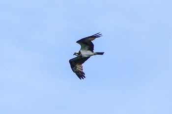 Mon, 8/7/2023 Birding report at 厚木七沢森林公園