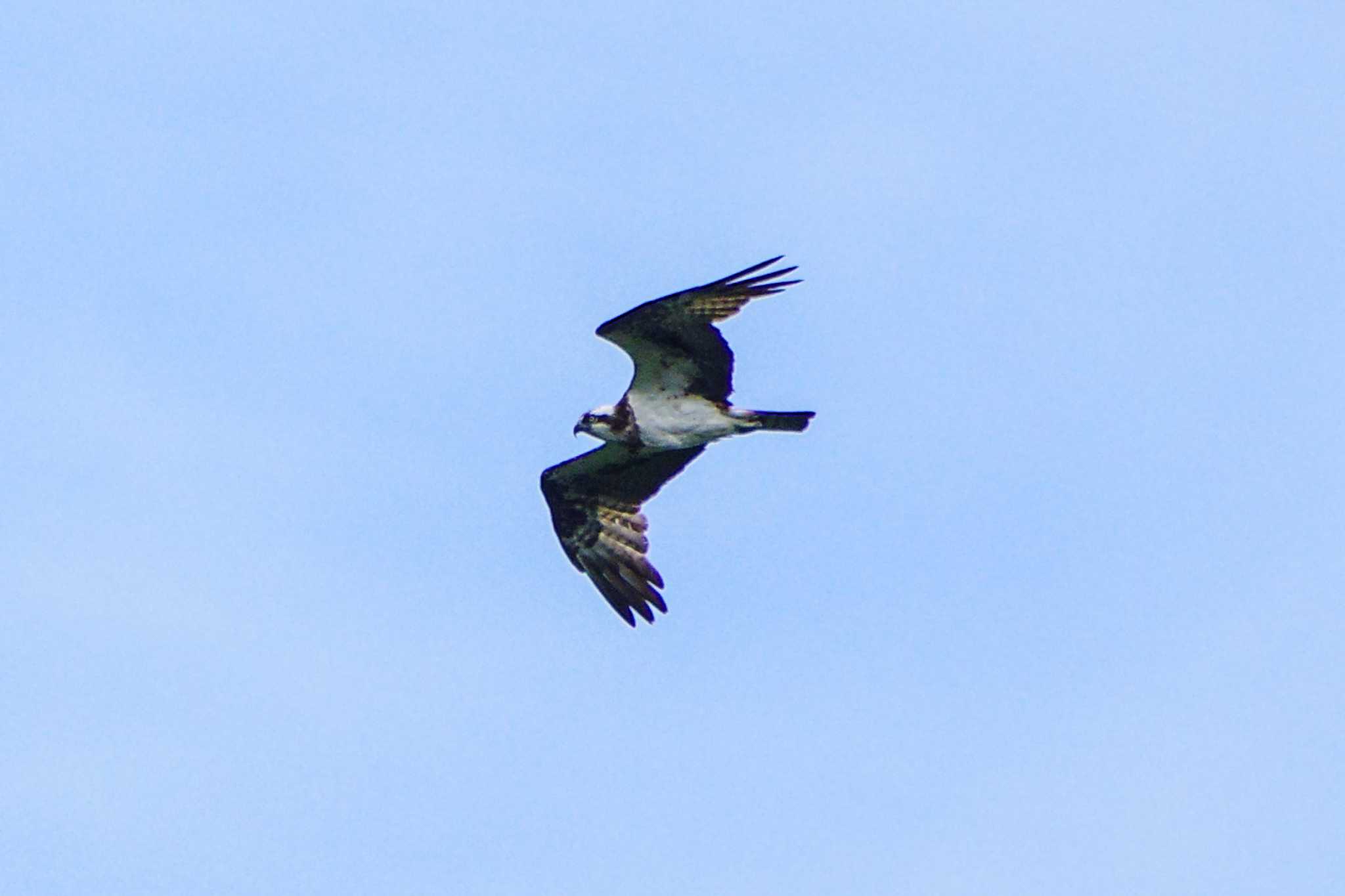 Osprey