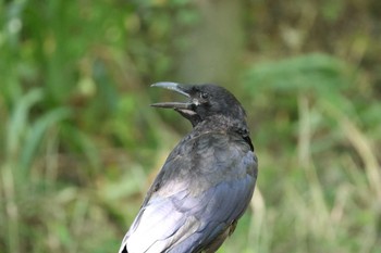 Sat, 8/12/2023 Birding report at 祖父江ワイルドネイチャー緑地