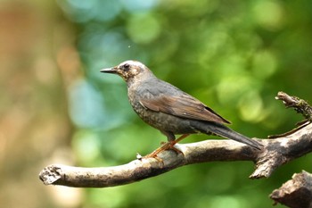 Sat, 8/12/2023 Birding report at Yanagisawa Pass