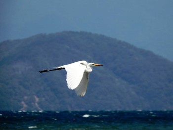 ダイサギ 新旭水鳥観察センター 2023年8月10日(木)