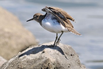 イソシギ 東京港野鳥公園 2023年8月10日(木)