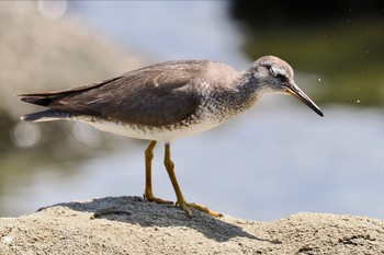 キアシシギ 東京港野鳥公園 2023年8月10日(木)