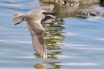 キアシシギ 東京港野鳥公園 2023年8月10日(木)