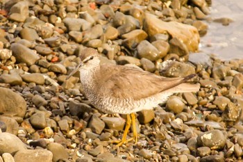 Grey-tailed Tattler 千倉 Sun, 8/19/2018