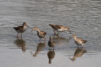 Common Redshank Sungei Buloh Wetland Reserve Sat, 8/12/2023