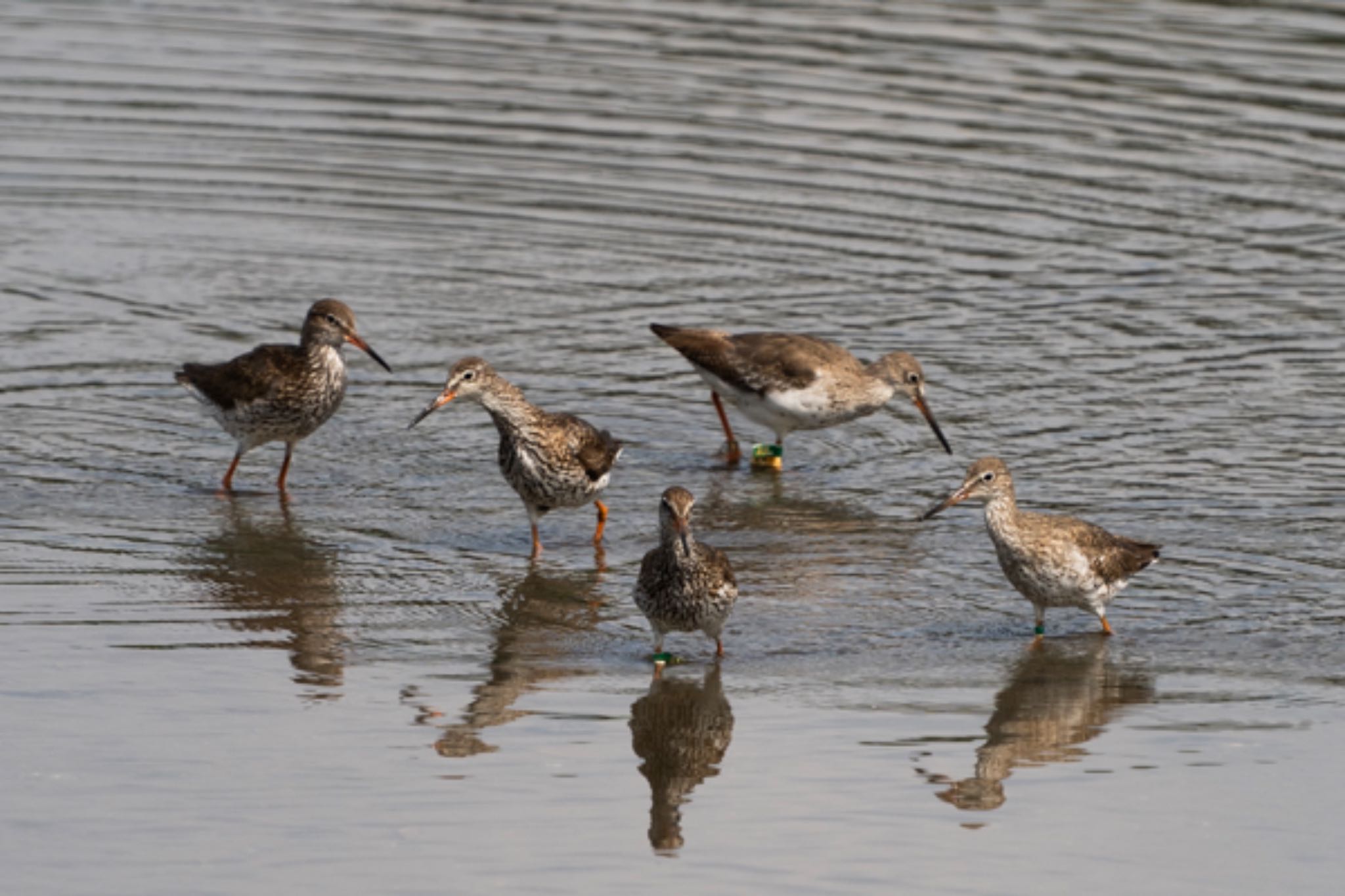 Photo of Common Redshank at Sungei Buloh Wetland Reserve by T K