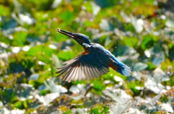 2023年8月12日(土) 千里南公園の野鳥観察記録