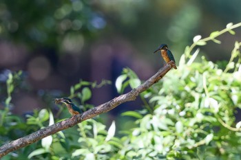 2023年8月12日(土) 大阪府の野鳥観察記録