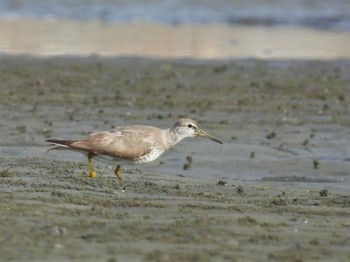 キアシシギ ふなばし三番瀬海浜公園 2023年8月12日(土)