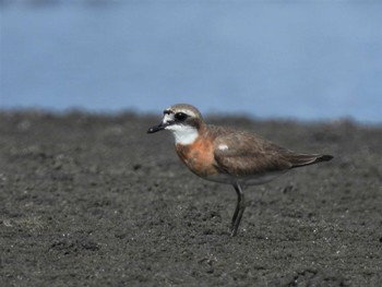 メダイチドリ ふなばし三番瀬海浜公園 2023年8月12日(土)