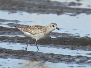 ダイゼン ふなばし三番瀬海浜公園 2023年8月12日(土)