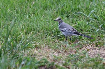 ハクセキレイ 東京港野鳥公園 2023年8月11日(金)