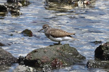 イソシギ 東京港野鳥公園 2023年8月11日(金)