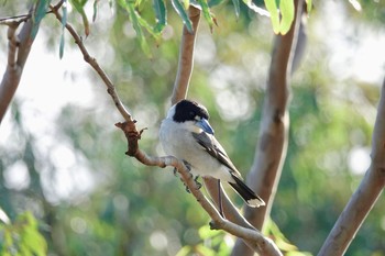 Grey Butcherbird シドニー Sun, 7/1/2018