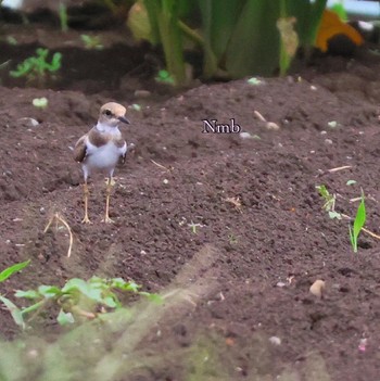 Little Ringed Plover Unknown Spots Unknown Date