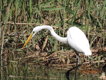 ダイサギ 葛西臨海公園 2023年8月11日(金)