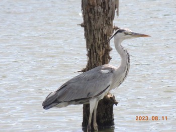 アオサギ 葛西臨海公園 2023年8月11日(金)