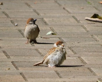 スズメ 東京港野鳥公園 2023年8月11日(金)