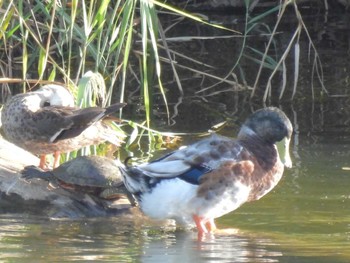 Domestic duck 城北公園 Thu, 8/10/2023