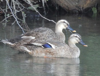 Thu, 8/10/2023 Birding report at 淀川河川公園