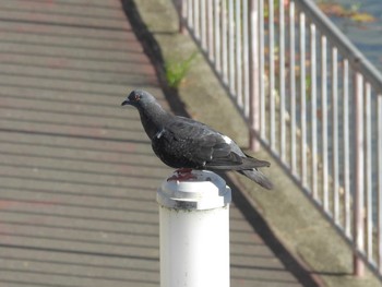 2023年8月10日(木) 城北公園の野鳥観察記録