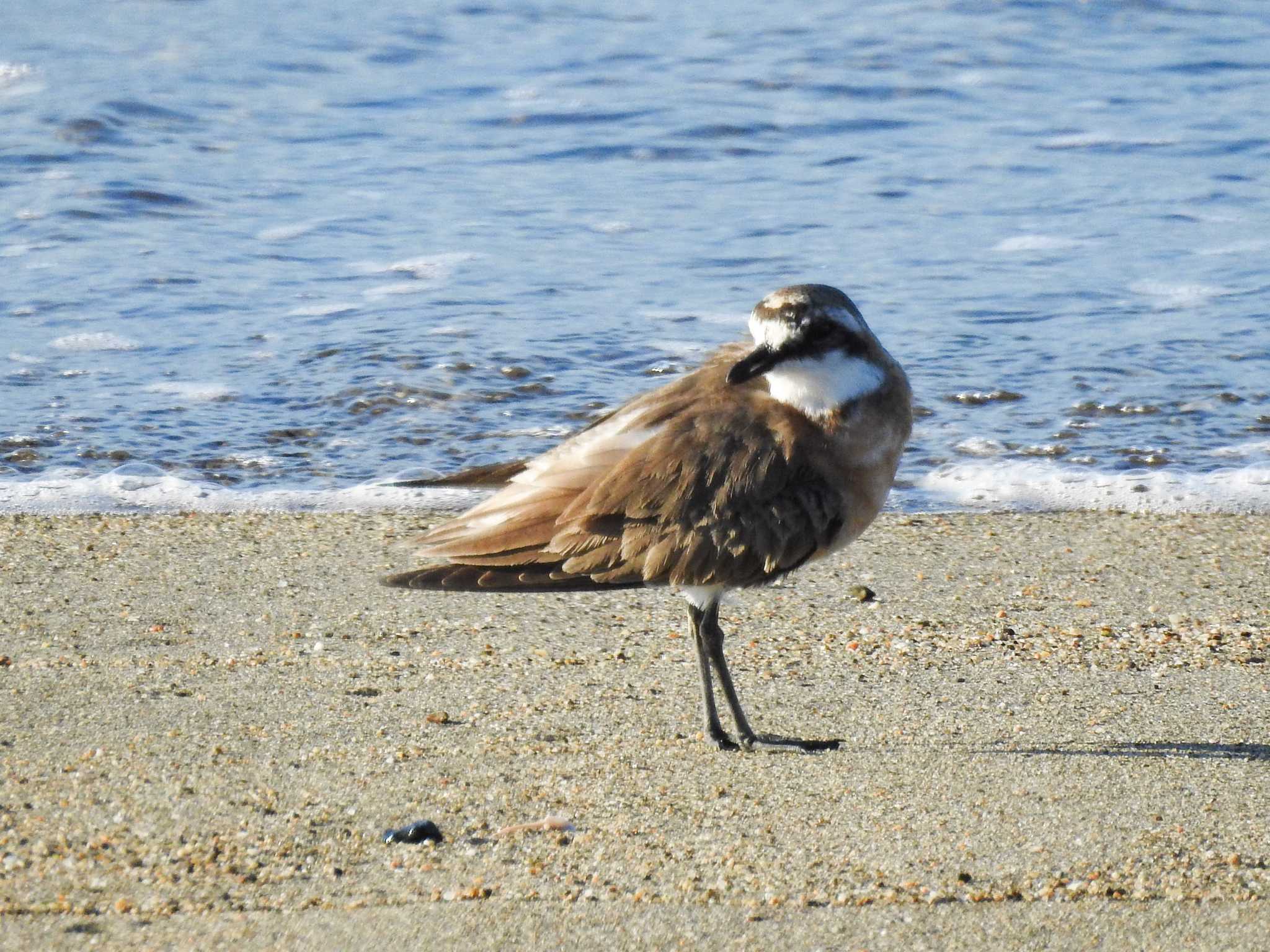 Photo of Siberian Sand Plover at Gonushi Coast by どらお