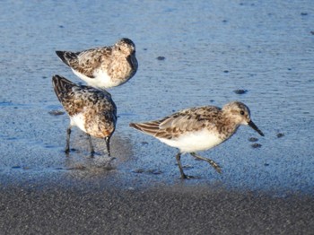 Sanderling Gonushi Coast Sat, 8/12/2023