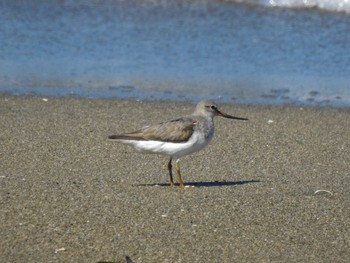 Terek Sandpiper Gonushi Coast Sat, 8/12/2023