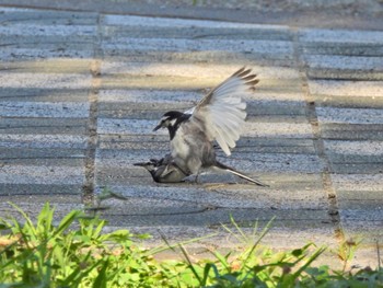 White Wagtail 徳島中央公園 Sat, 7/29/2023