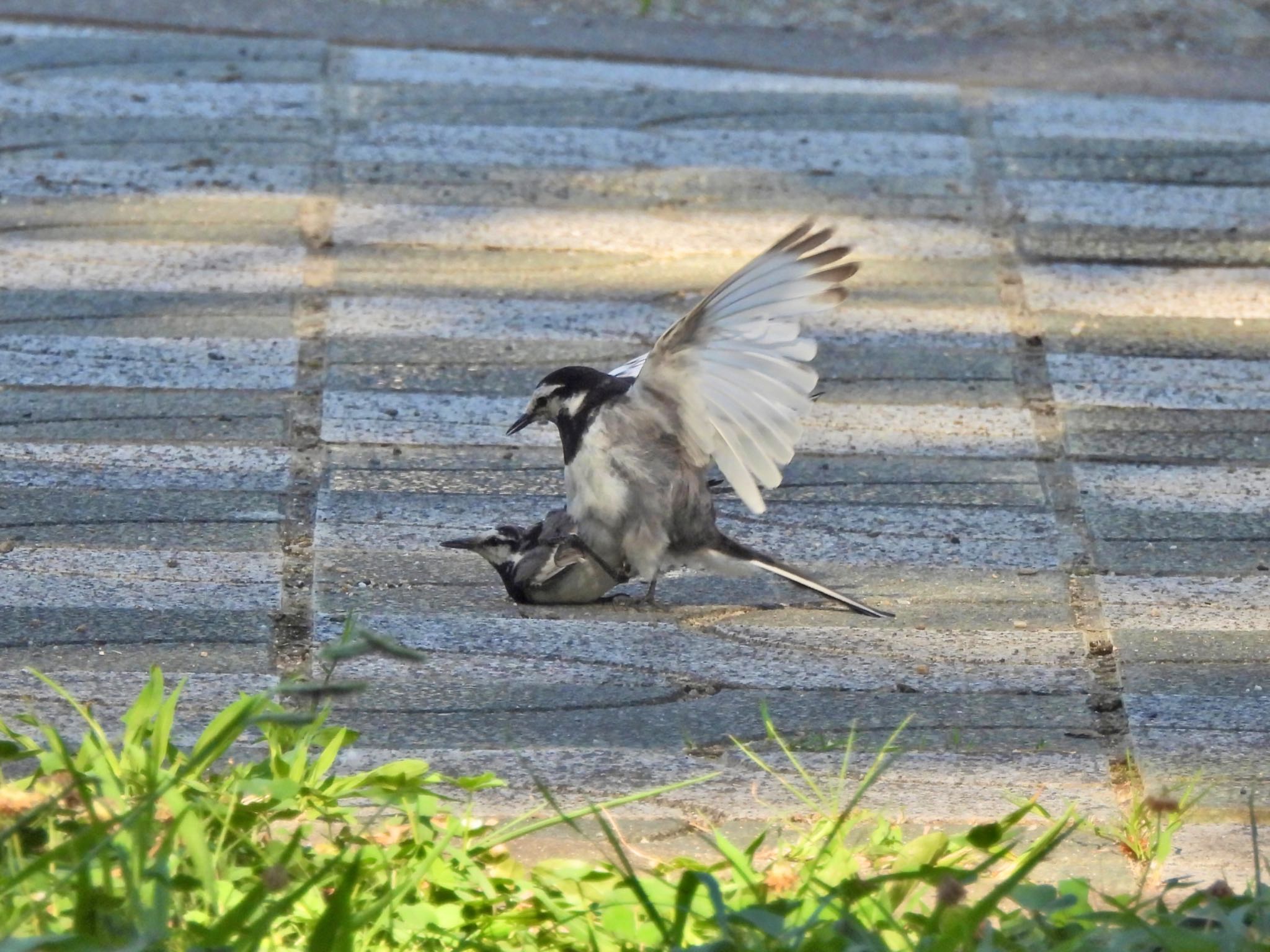 White Wagtail