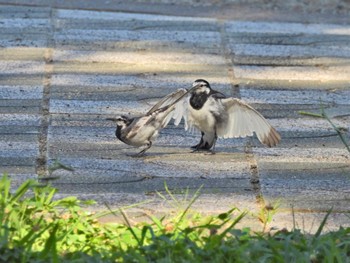 White Wagtail 徳島中央公園 Sat, 7/29/2023