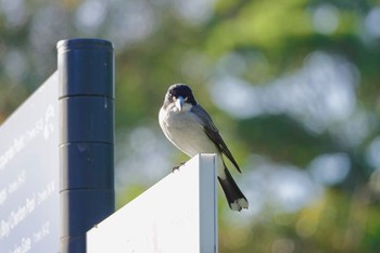 Grey Butcherbird シドニー Sun, 7/1/2018