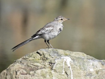 White Wagtail 徳島中央公園 Sat, 7/29/2023