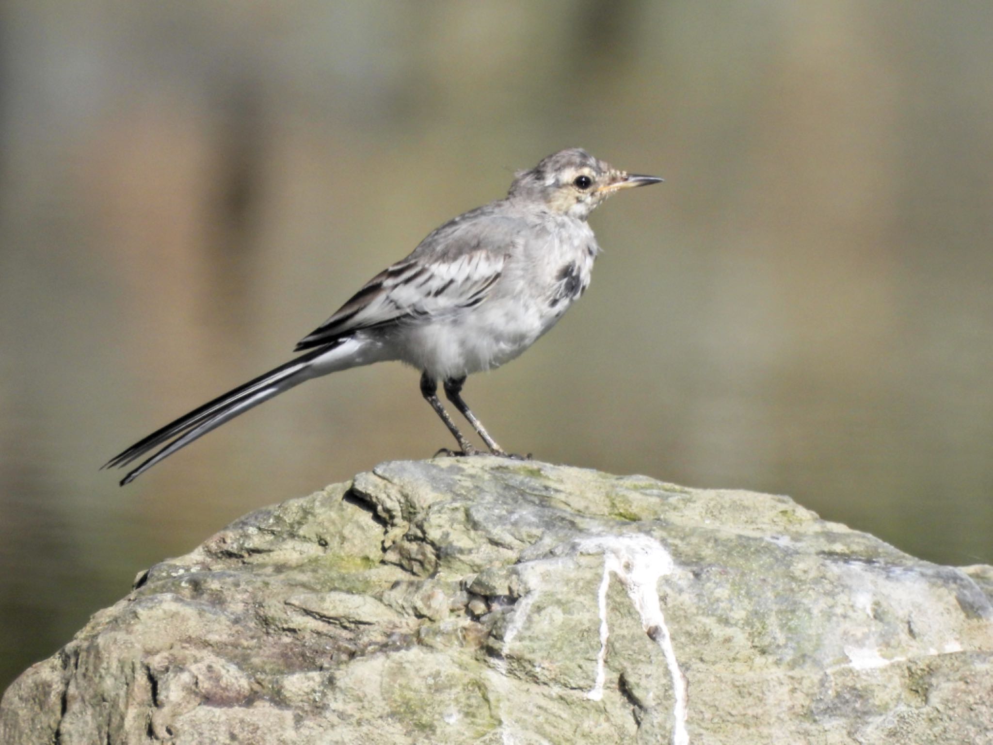 White Wagtail