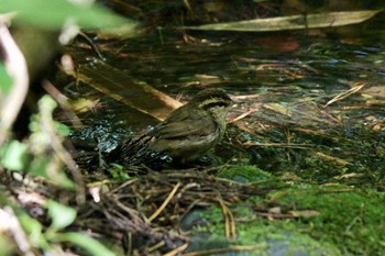 ヤブサメ 場所が不明 2023年8月11日(金)