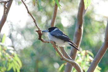 Grey Butcherbird シドニー Sun, 7/1/2018