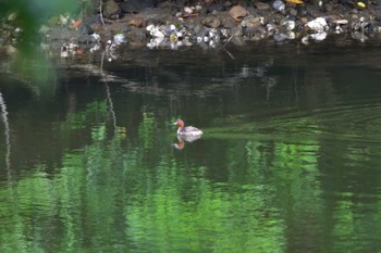 2023年8月12日(土) 長浜公園の野鳥観察記録